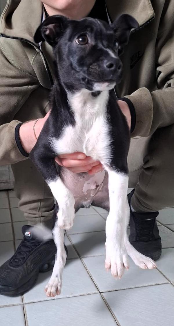 CHICO CUCCIOLO STREPITOSO Foto 4